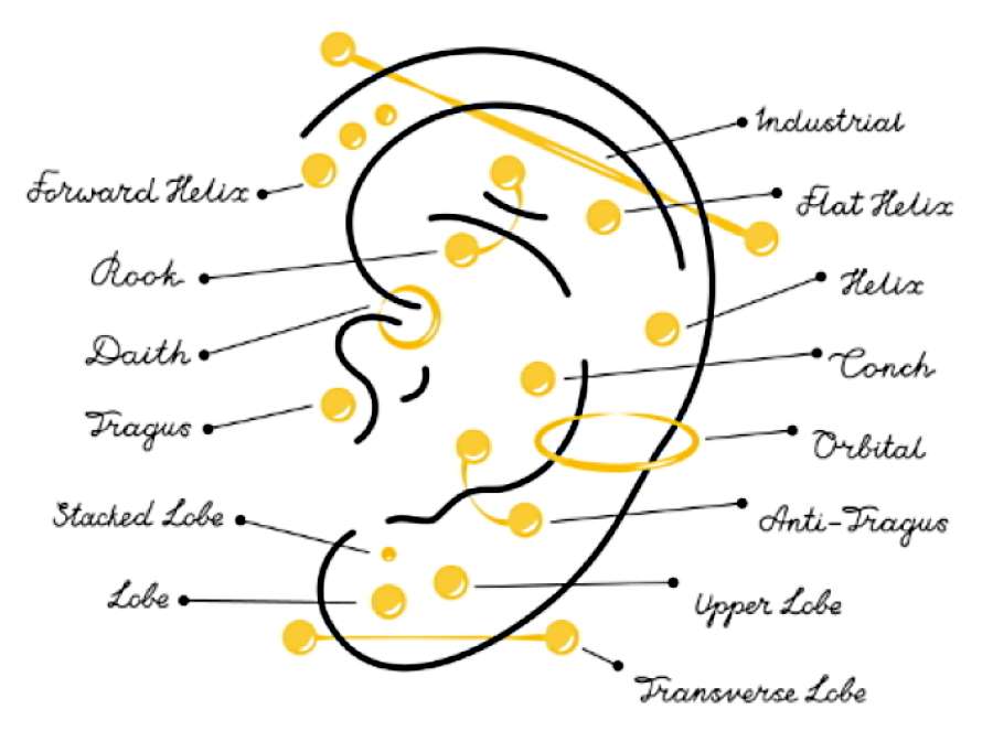 A chart showing multiple ear piercing locations. 